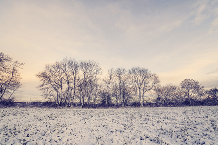 Winter landscape with barenaked trees in the morning sunrise with snow on a rural fieldの写真素材