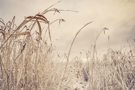 Frozen rushes covered with frost and snow in a beautiful nature scenery close to a lakeの写真素材