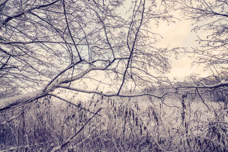 Forest in the winter with trees covered in snow on a frosty morning in the sunriseの写真素材