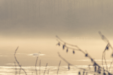 Swan taking a morning swim on a misty lake in the sunriseの写真素材