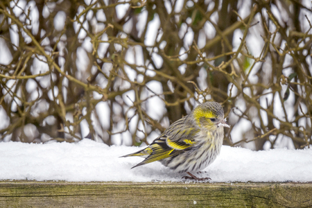 Eurasian Siskin sitting in the snow on a wooden fence in a garden in the winterの写真素材