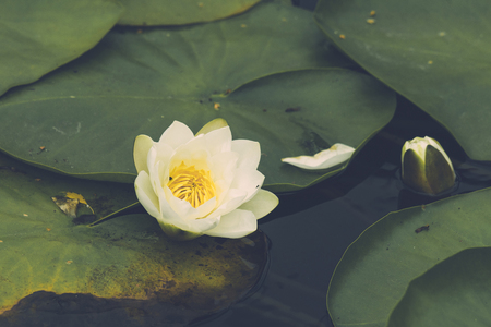 Waterlily blooming with a white flower on large green leaves on the water の写真素材