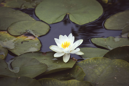 Waterlily with a white flower in dark water with large green leaves