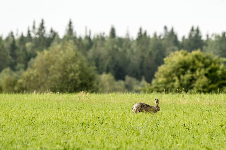 Hare on a green meadow in the spring jumping in the tall grass