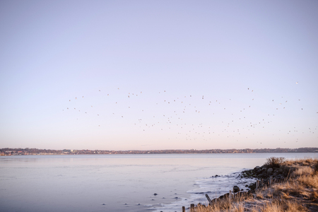 Frozen lake in the sunrise with a flock of seagulls flying in the airの写真素材