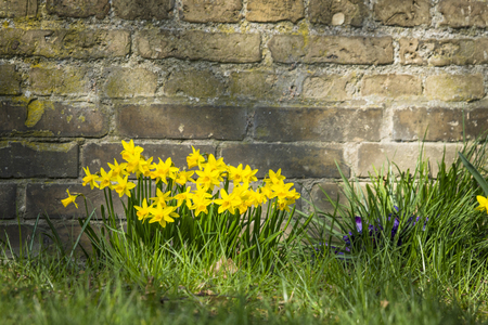 Flowerbed with yellow daffodils up against an old brick wallの写真素材