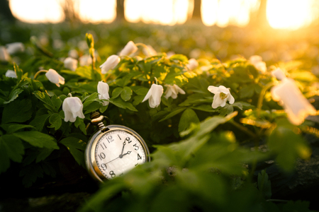 Golden pocket watch in a forest with anemone flowers covering the ground on an early spring day in...