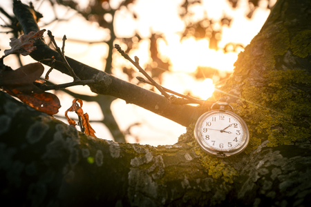 Antique pocket watch hanging on a tree in the fall on a beautiful morning in the sunrise