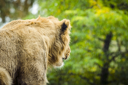 Lion looking out on the rain with the back turned in a green areaの写真素材