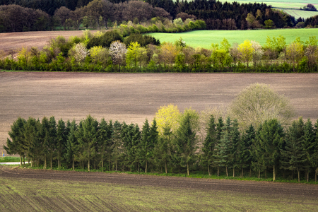 Rural field separated by small pine tree forests seen from aboveの写真素材