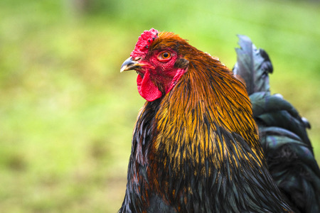 Rooster in beautiful colors on a green background on a farm yard in rural surroundingsの写真素材