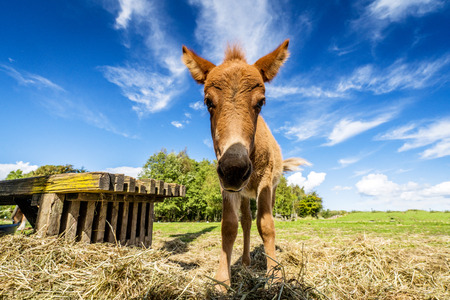 Cute mule standing in a farm yard with hay in the summer under a blue skyの写真素材