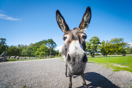 Funny donkey close-up standing on a road in a rural environmentの写真素材