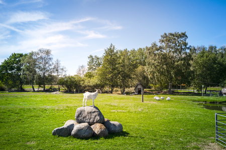 Goat standing on a rock at a barnyard with geese in the backgroundの写真素材