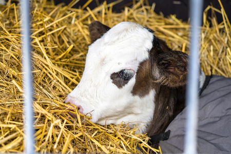 Hereford calf relaxing in hay in a barn wrapped in a carpetの写真素材