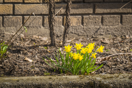 Yellow daffodils in a flowerbed outside a brickhouse in the springの写真素材