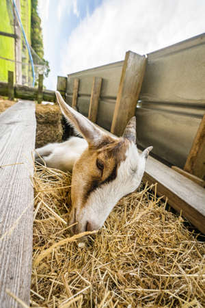 Goat eating hay on a rural farm in the summerの写真素材