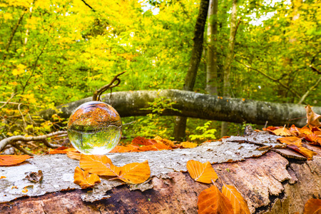 Crystal ball on a wooden log in a forest with autumn leaves in the fallの写真素材