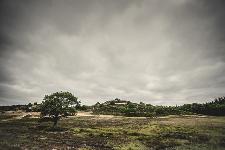 Lonely tree on a prairie in cloudy weather with hills in the backgroundの写真素材