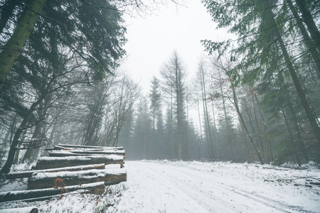 Woodpile in a misty forest with snow on the ground in the winter