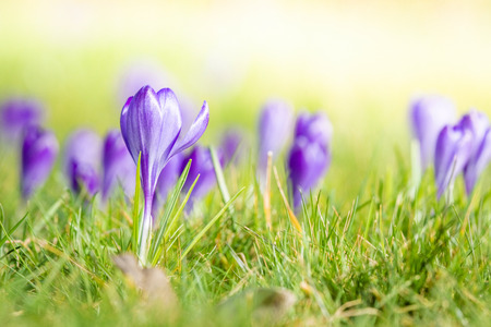Violet crocus flowers blooming on a meadow in the springtime in bright daylightの写真素材