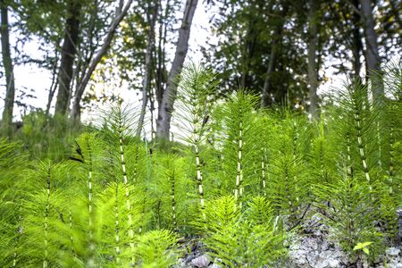 Green horsetail plants in white clay in a forest in vibrant green colorsの写真素材