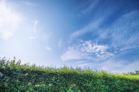 Larch hedge in a garden under a blue sky in the summer with vibrant colorsの写真素材