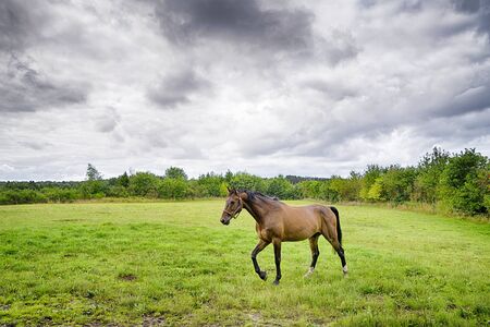 Brown horse walking on a green field in cloudy weather with a storm comingの写真素材