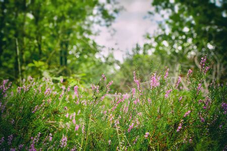 Wild heather in a green forest in the summer blooming with purple flowersの写真素材