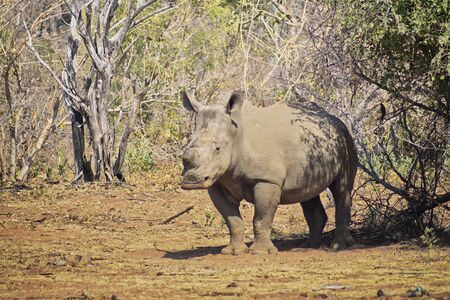 Rhino standing under a tree in the south african savannah in the hot sunの写真素材