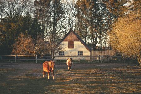 Horses outside a farm on a fenced field in the sunset with sunlight at dawnの写真素材