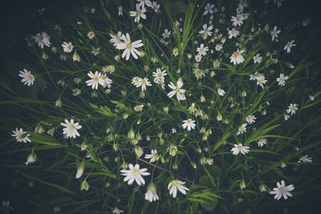 White anemone flowers seen from above with green leaves in the springの写真素材