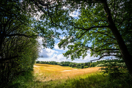Meadow in a forest in rural surroundings in the summer with green trees all aroundの写真素材