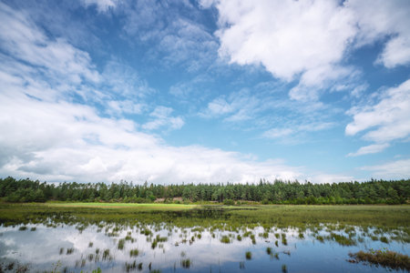 Swamp lake near a green forest under a beautiful blue sky in the summer