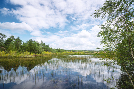 Wetland landscape with colorful trees and plants in the summer