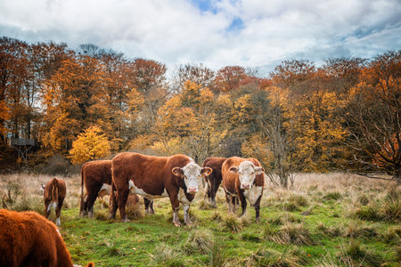 Hereford cattle cows in the fall standing on a rural field near a forest in autumn colorsの写真素材