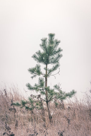 Small pine tree standing alone in frozen grass with a minimalstic look in the winter