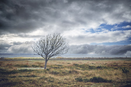 Lonely tree without leaves on a meadow by the se under a dramatic skyの写真素材
