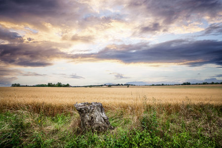 Tree stump in a rural landscape with golden fields in the beautiful sunsetの写真素材