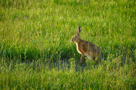 Large hare on a green meadow in the summer looking for dandelions to eat