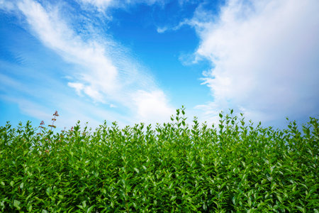Fresh green privet hedge in a garden under a blue sky in the summerの写真素材