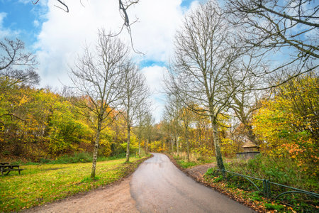 Road going through a park in the fall with trees in beautiful autumn colorsの写真素材