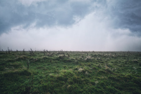 Dew in the grass on a cloudy morning in a meadow landscape with green grass