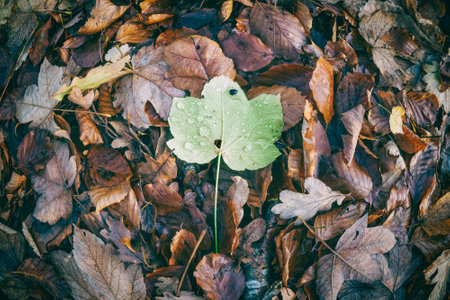 Maple leaf on top of a pile in the forest on a day in the fall