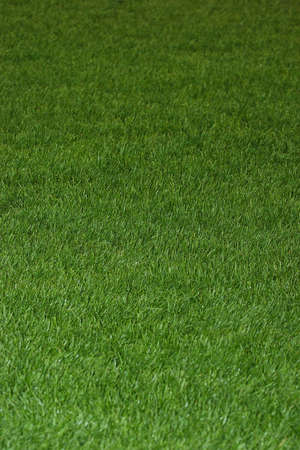 Texture of grass.の写真素材