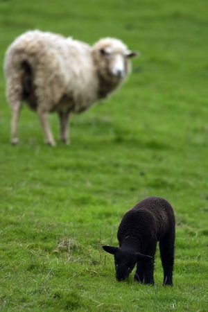 A black sheep (lamb) is looked at by a white sheep.の写真素材