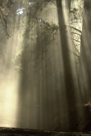 Rays of sunlight stream down through the trees in the forest.