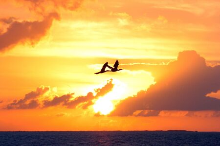 Two large silhouetted birds fly together across a sunset Florida Keys' sky and ocean heading home for the night.の写真素材