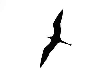 A large bird with a huge wingspan flies accros the sky. (black and white)の写真素材