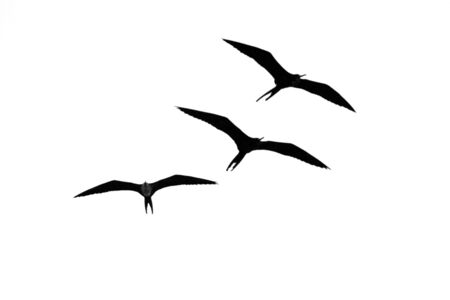 Large birds with huge wingspans fly acrros the sky. (black and white)の写真素材